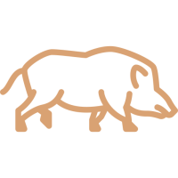 sanglier